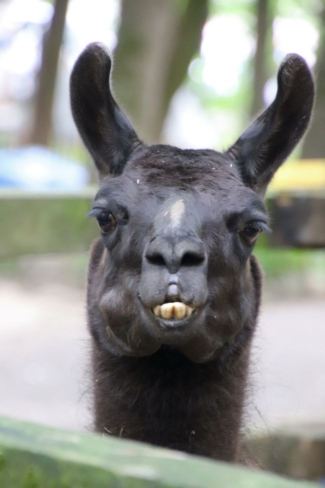 19年ベラルーシとモスクワ旅行４日目 ５日目 ヴィテプスク動物園 小さくて古いけど動物たちはひとなつこくマカクの赤ちゃんもいて その他の都市 ベラルーシ の旅行記 ブログ By まみさん フォートラベル