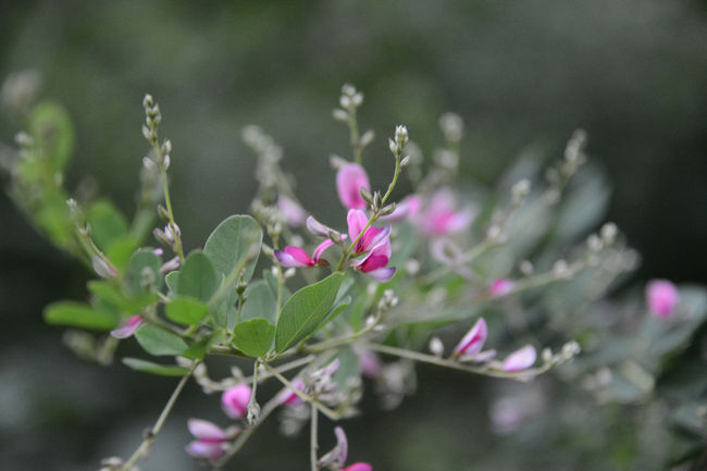 ハギも咲いています。  <br /><br />金堂前にて<br />