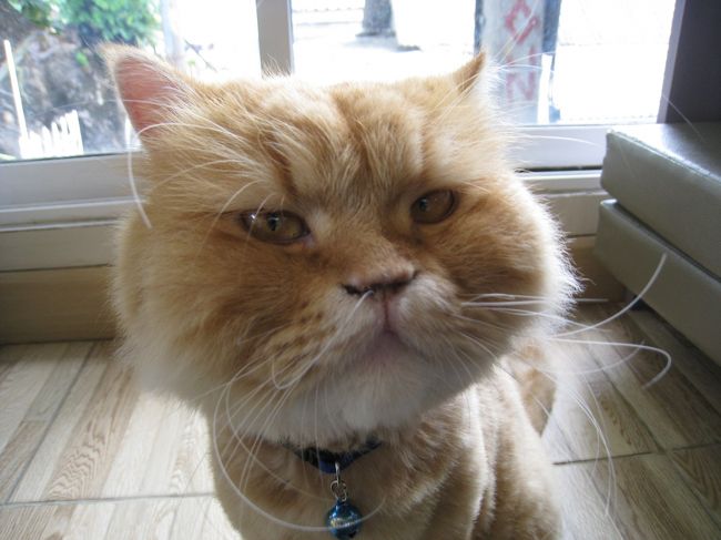 大人しくて可愛い猫たちが　<br /><br />７～8匹おります。