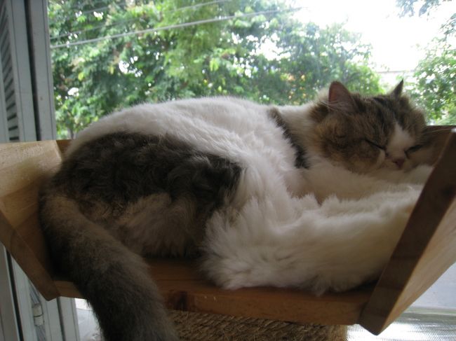 一階で飲み物を注文して二階で<br /><br />猫と戯れました。<br /><br />癒やしのひとときをありがとうございます。