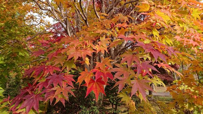 札幌中心部 北大と道庁イチョウ並木 大通公園 と定山渓 豊平峡の紅葉 〆はセイコーマート北大店 札幌 北海道 の旅行記 ブログ By コッネイさん フォートラベル