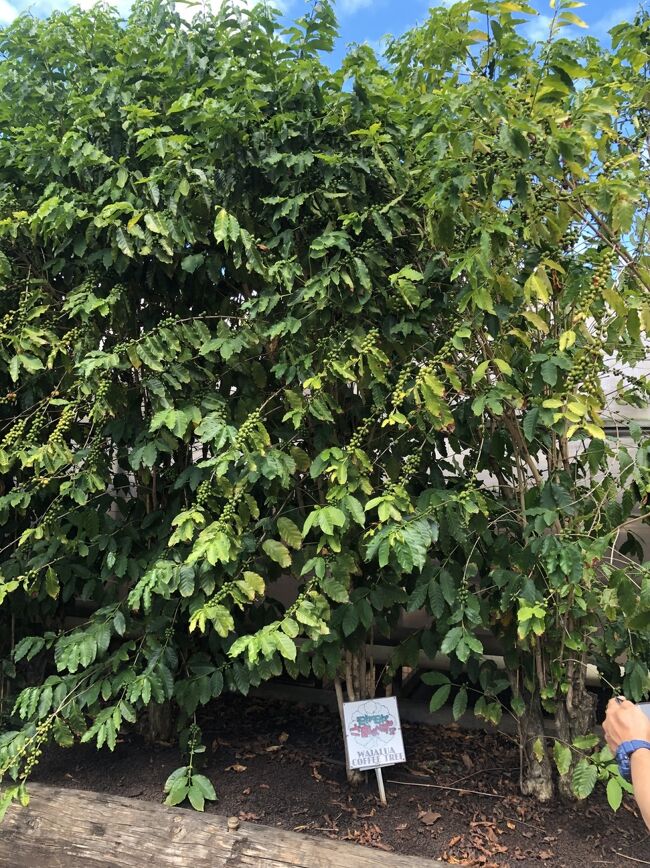 サマーズさんの植えたコーヒーの木