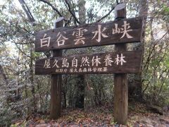 4日目。大雨。
レンタカーで白谷雲水峡へ。