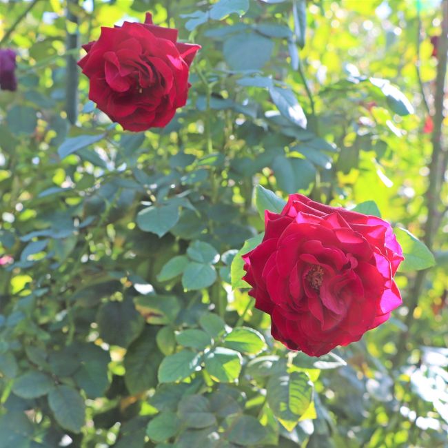 ルイス・キャロル 薔薇が素敵なスカートセットアップ | gulatilaw.com