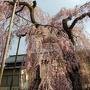 東北5県の桜の見どころを巡る旅