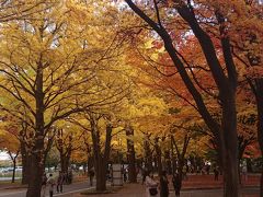 歩道横の芝生には絨毯の様に落ち葉が…。
(9:59)