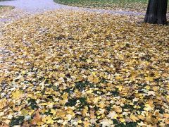 ☆市立公園☆

寺院を降りると市立公園になっていて、緑が多く落ち着きます。

というより、既に秋です。黄色に変色した落ち葉に一息つきました。