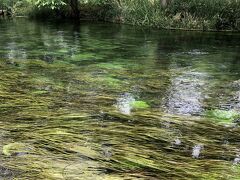 まずは大王わさび農場。
川がとんでもなく綺麗！
水草がゆら～ゆらしてて癒されます。
ジブリとかで出てきそうな川。