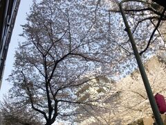 JR中野～哲学堂公園まで約2kmに渡る桜並木！

桜・桜・桜っ
この時期は毎年、ここを歩くのが楽しみ