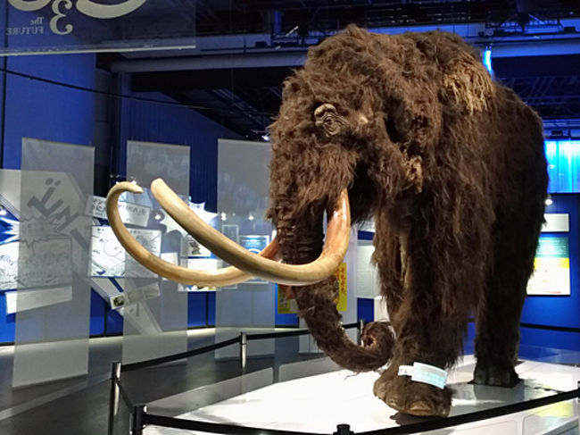 旅の気分で展覧会 マンモス展 その 生命 は蘇るのか お台場 東京 の旅行記 ブログ By 茶柱たつこさん フォートラベル 旅の気分で展覧会 マンモス展 その 生命 は蘇るのか お台場 東京 の旅行記 ブログ By 茶柱たつこさん フォートラベル