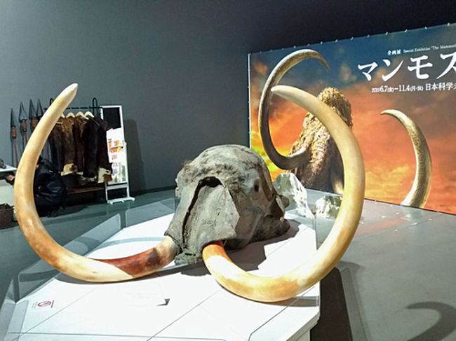 旅の気分で展覧会 マンモス展 その 生命 は蘇るのか お台場 東京 の旅行記 ブログ By 茶柱たつこさん フォートラベル 旅の気分で展覧会 マンモス展 その 生命 は蘇るのか お台場 東京 の旅行記 ブログ By 茶柱たつこさん フォートラベル