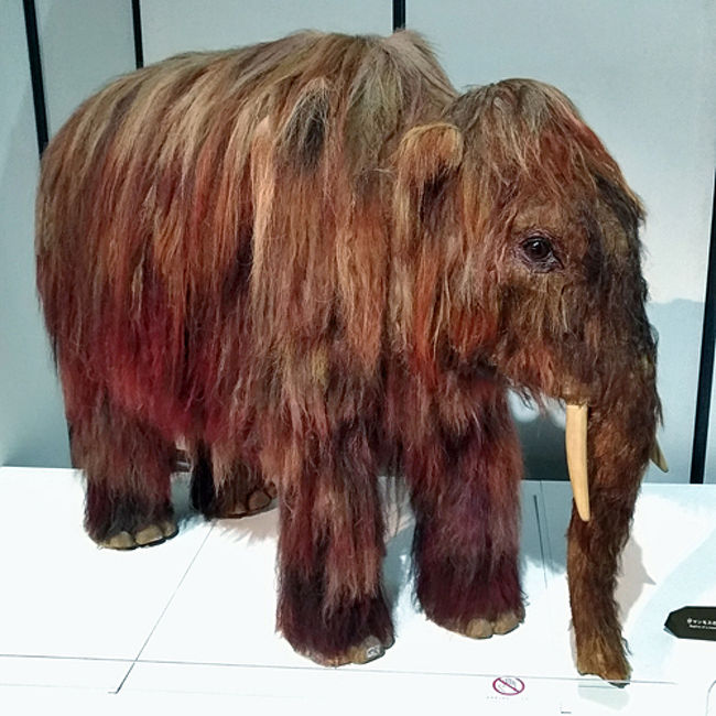 旅の気分で展覧会 マンモス展 その 生命 は蘇るのか お台場 東京 の旅行記 ブログ By 茶柱たつこさん フォートラベル 旅の気分で展覧会 マンモス展 その 生命 は蘇るのか お台場 東京 の旅行記 ブログ By 茶柱たつこさん フォートラベル