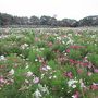 2泊3日　なばなの里と登呂遺跡、三保松原を巡る旅