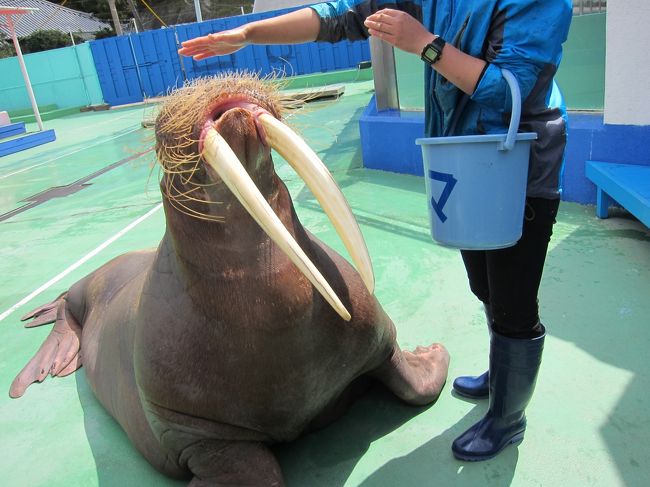 9 セイウチが近すぎる 伊勢志摩1泊2日 春爛漫の日本へ里帰り １４日目 二見浦 三重県 の旅行記 ブログ By ユリアさん フォートラベル
