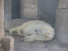 ホッキョクグマくんはあついので退避中