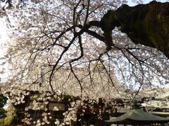 新井山 梅照院
真言宗のお寺

本堂・瑠璃殿

これぞ桜、というゴツゴツした力強い木だね

ご本尊は薬師如来・如意輪観音
12年に1度、寅年にのみ開帳されるという秘仏