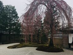 枯山水と枝垂桜がなんとも素敵です。
まだ満開ではないけれど、いい時期に来れました。
庭園を鑑賞したり、30分ほど過ごしてすっかり癒されました。