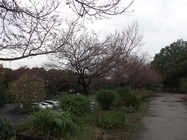 庄内緑地公園コスモス バラ19 名古屋 愛知県 の旅行記 ブログ By 名古屋のmisakoさん フォートラベル 庄内緑地公園コスモス バラ19 名古屋 愛知県 の旅行記 ブログ By 名古屋のmisakoさん フォートラベル