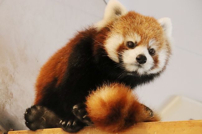 秋のアドベンチャーワールドでぴかぴかな動物たちに会いたい 3 レッサーパンダ 特集 麦くんフルバージョン 后ちゃんたっぷり シンシンくん逃す 南紀白浜 和歌山県 の旅行記 ブログ By まみさん フォートラベル 秋のアドベンチャーワールドでぴかぴかな動物たちに会いたい 3 レッサーパンダ 特集 麦くんフルバージョン 后ちゃんたっぷり シンシンくん逃す 南紀白浜 和歌山県 の旅行記 ブログ By まみさん フォートラベル