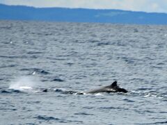 ８月２５日は羅臼港から『マッコウクジラ撮影』に。

しばらく探し回ったところ、【ツチクジラ】発見

　槌鯨：頭(顔)の前が四角ぽい槌のような形をしている。