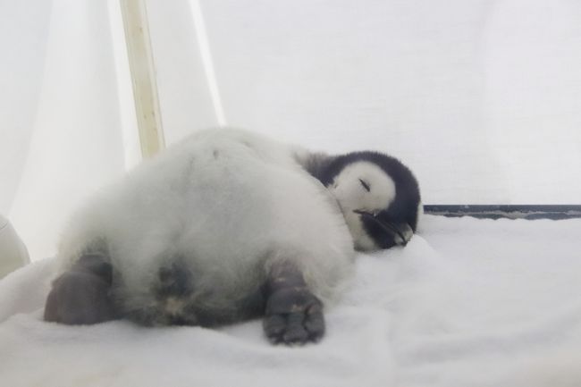 どこ 勃起 アカデミー ふわふわ ペンギン 赤ちゃん の頭の上 リネン 毛皮