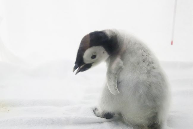 秋のアドベンチャーワールドでぴかぴかな動物たちに会いたい ４ ペンギン特集 衝撃的な可愛さのエンペラーペンギンの赤ちゃん 換毛中のペンギン他 南紀白浜 和歌山県 の旅行記 ブログ By まみさん フォートラベル