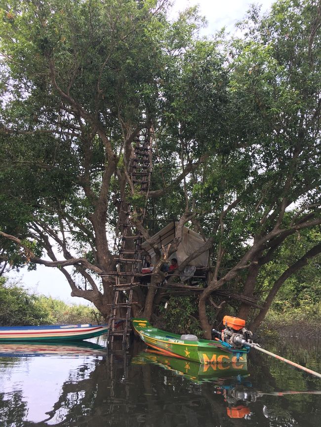 ツリーハウスに登る