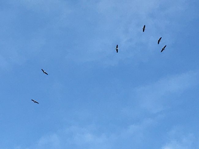 早速、野鳥が現れる