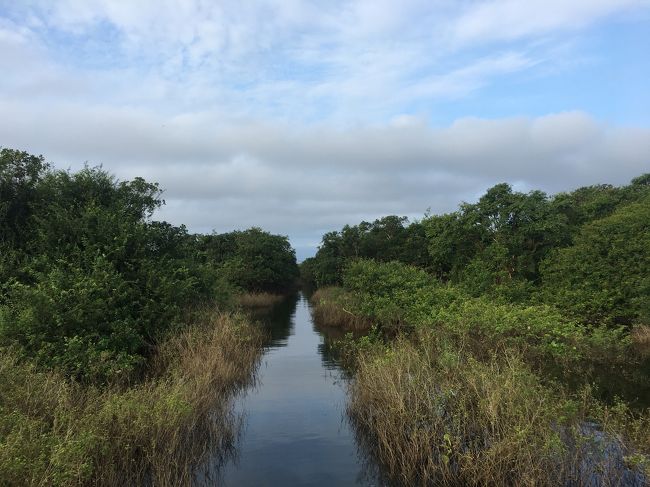 マングローブ林をゆく