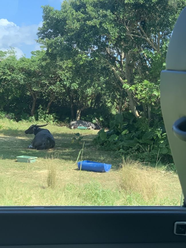 お休み中の水牛さん。