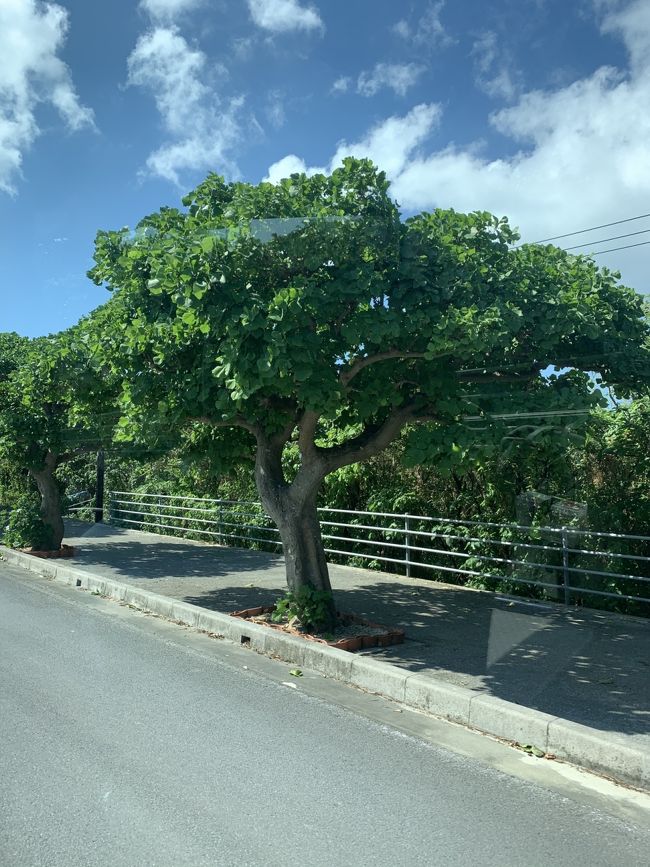 到着してすぐにプラカードをもったスタッフさんと合流。<br />マイクロバスに乗って、島を廻ります。<br /><br />こちらはデイゴの木だそうです。<br />毎年3～4月にピンクの花を咲かせるそうですよ。