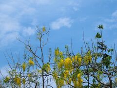 奇美美術館敷地内の北側にある風景です。
きれいな空と黄色い花が印象的でした。