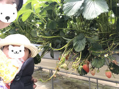 3日目は食べたいものを食べる日！

今回も来ました、「山元いちご農園」さん。
位置情報のベリーベリーラボは、この農園にあるカフェです。
（何も食べていませんが…）

ここのいちご狩りでは「とちおとめ」「紅ほっぺ」「もういっこ」の3種類のいちごが味わえます。
それぞれ甘さ・酸っぱさが違うので、けっこうたくさん食べられちゃいます。
30分食べ放題で1人1,800円です。
練乳はおかわり可能というのが嬉しいですね。

前回は抱っこひもでずっと寝ていた娘も、今回はお母さんが食べているものに興味津々！
帰ったら、離乳食でいちご 食べてみようね～。