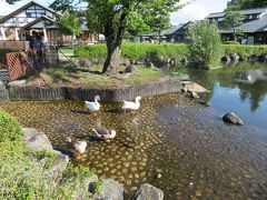 水鳥が休憩中
川湯田園ファーマーズマーケットに立ち寄りです
