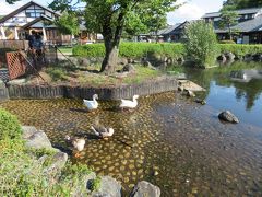 水鳥が休憩中
川湯田園ファーマーズマーケットに立ち寄りです
