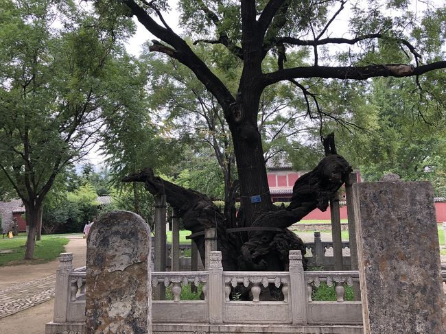 とにかく樹齢2000年とかの木が多くてどれがどれかわからなくなりました