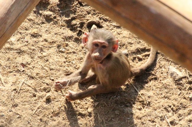 秋のアドベンチャーワールドでぴかぴかな動物たちに会いたい ７ サファリ編 動物たちの帰宅前にぎりぎり間に合った夕日のウォーキングサファリ 南紀白浜 和歌山県 の旅行記 ブログ By まみさん フォートラベル