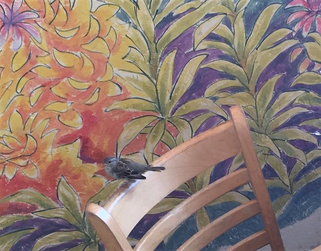 あらら店内の椅子にハトまでもが！