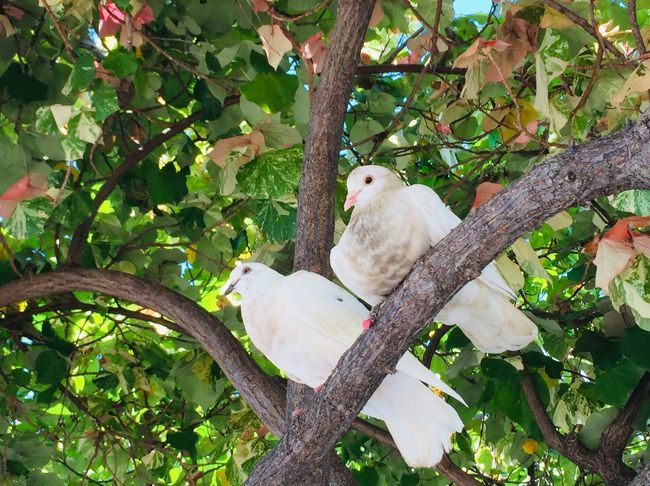 つがいのハト。うふふっ(*ﾟvﾟ*)
