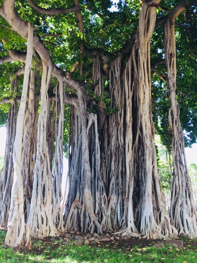 クヒオビーチにある大きなバニヤンの木<br />