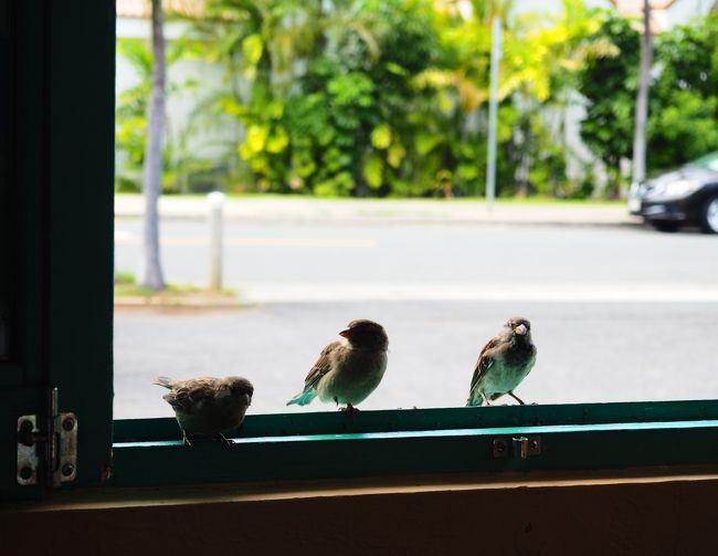 食べカスを狙うスズメ達(＾∀＾*)ﾉ