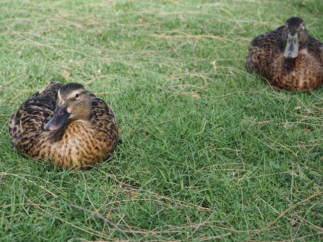 池の方に行くとカモが日向ぼっこ.。o○