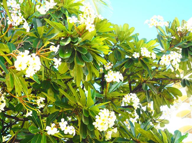 *.:･.｡**.:･.｡**プルメリア*.:･.｡**.:･.｡**