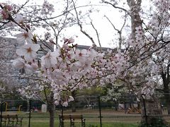 桜@日比谷公園