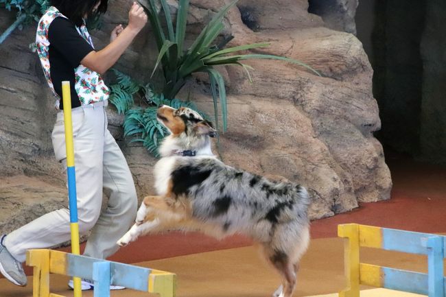 秋のアドベンチャーワールドでぴかぴかな動物たちに会いたい ６ マリンライブとアニマルアクション シャッターチャンスが難しく今回も２回ずつ観覧 南紀白浜 和歌山県 の旅行記 ブログ By まみさん フォートラベル