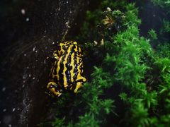 派手な黄色と黒色の縞模様をもつカエル Correboree frog。アマゾン原産のカエルみたいですが、スノーウィマウンテンズ国立公園に住む貴重種です。もちろん皮膚に毒があります。ジンダバインのビジターセンターで見られます。