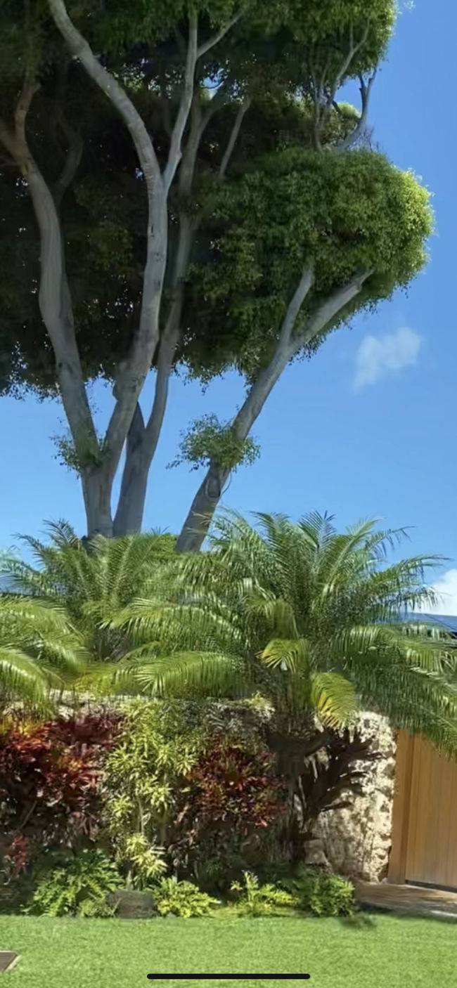 Uberドライバーさんは、女性でした。<br />カハラホテルに向かう途中は高そうなお家ばかり。<br />いかにも高級住宅街。<br />こんな素敵な所に住めて羨ましい…