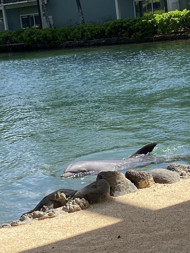 イルカの見えるラグーンです。
