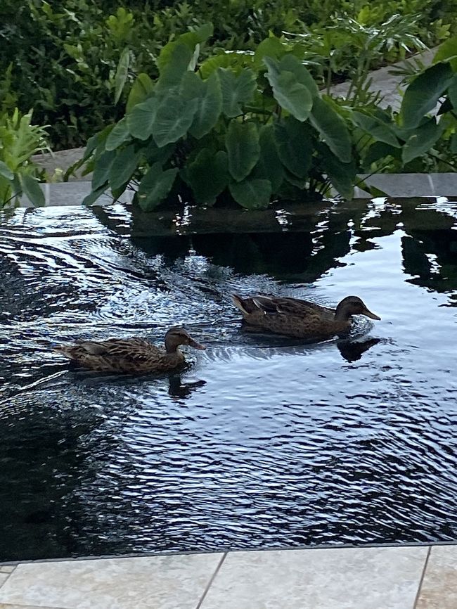 カモがいました