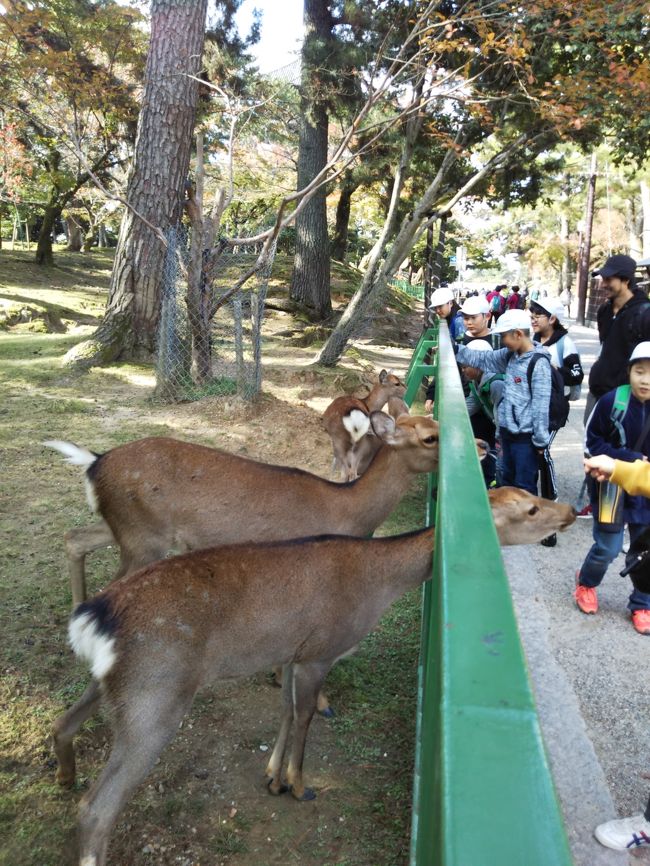 奈良公園に入りました。<br />本日の初シカです。